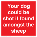 your-dog-could-be-shot-if-found-amongst-the-sheep~